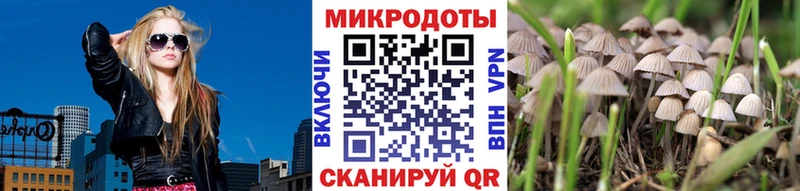 Псилоцибиновые грибы Psilocybine cubensis  Омутнинск 